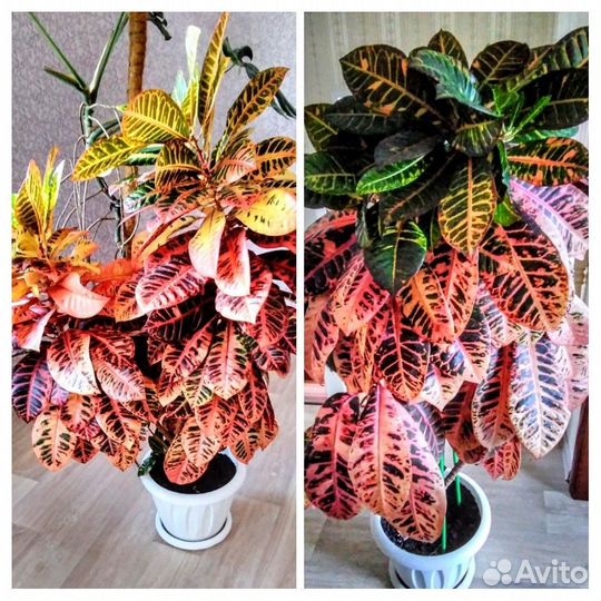 Кротон Норма,Кодиеум