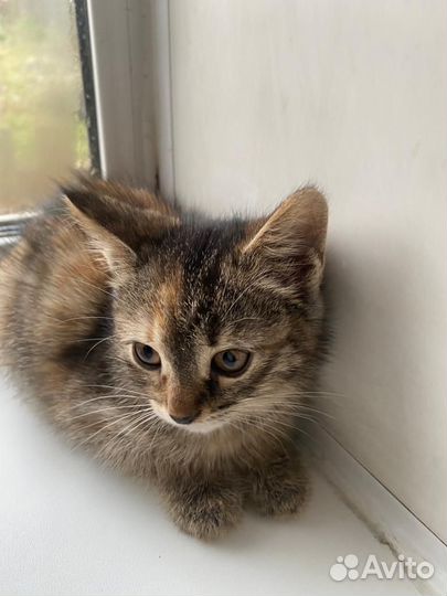 Кошка Котята бесплатно