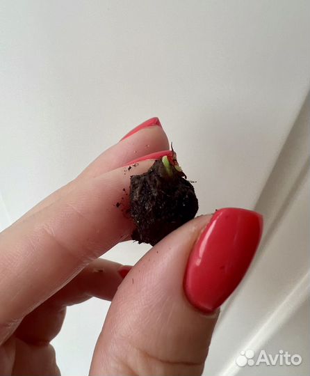 Клубень алоказии Фрайдек вар