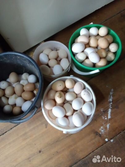 Домашние куриные яйца оптом