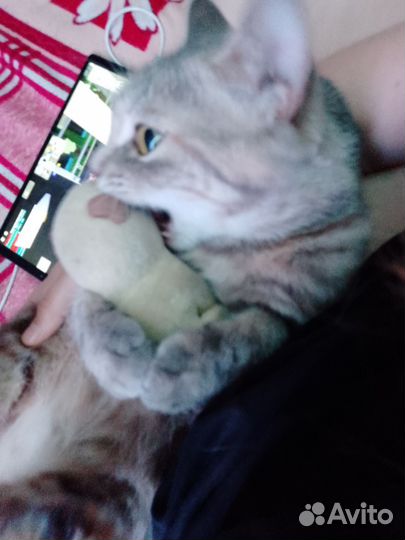 Отдам кошку,в добрые руки