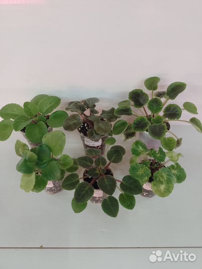 Сортовые фиалки