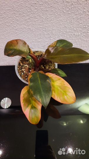 Филодендрон Блек кардинал вариегатный