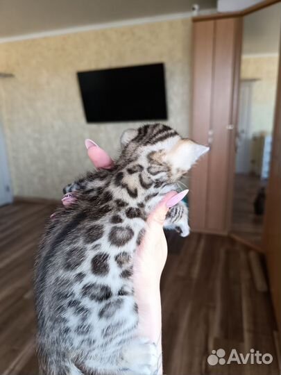 Бенгальский котик