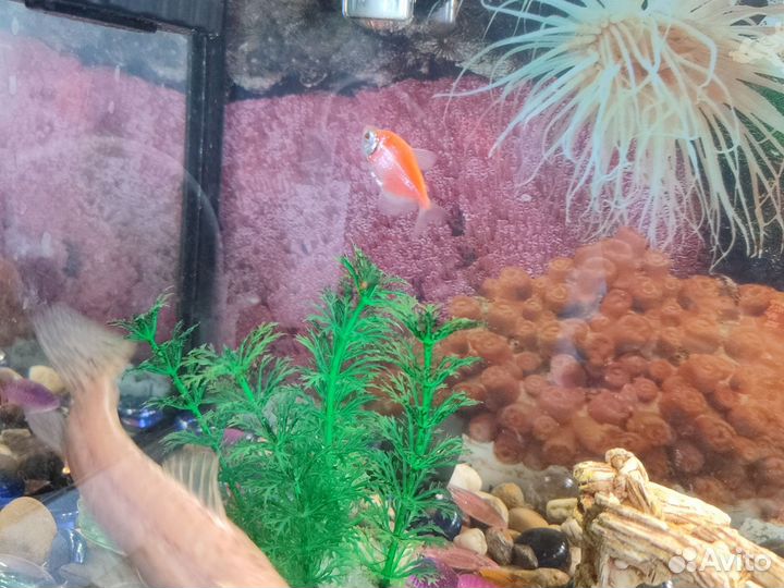 Аквариум с рыбками бу