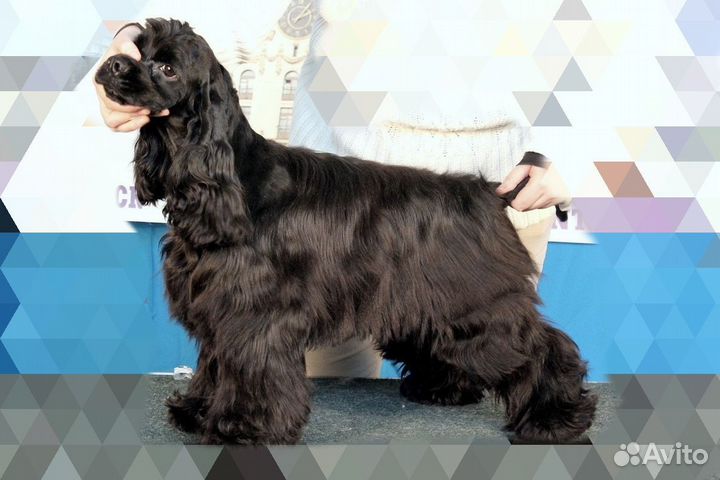 Кокер спаниель