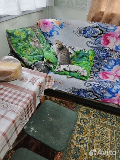 Кошечка в добрые руки