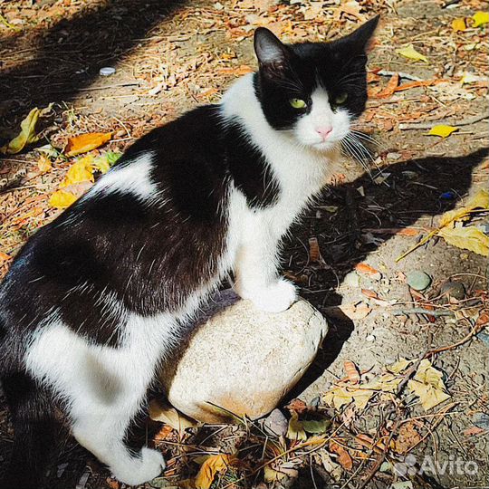 В добрые руки