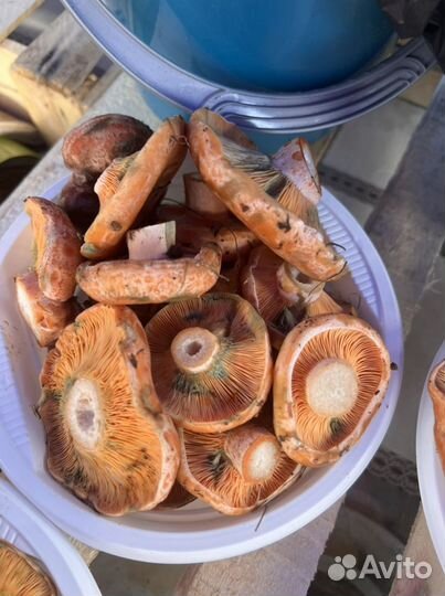 Рыжики грибы