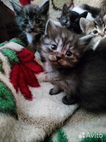 Котята отдам в добрые руки бесплатно