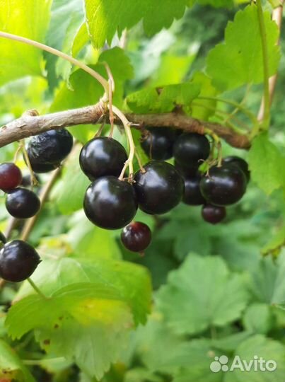 Черная смородина ягода