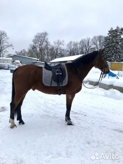 Продажа или аренда лошади