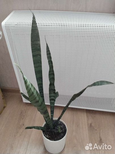 Толстянка-денежное деревце,щучий хвост