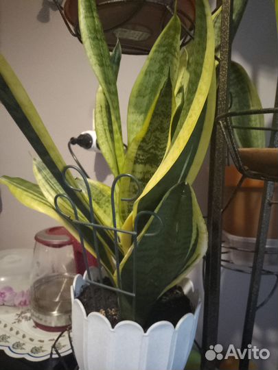 Сансевиерия сортовая с жёлтой полосой