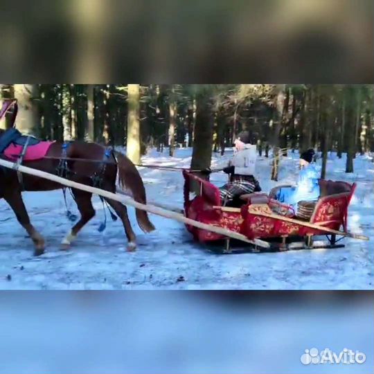 Сани для лошади