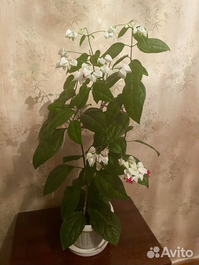 Комнатные цветы