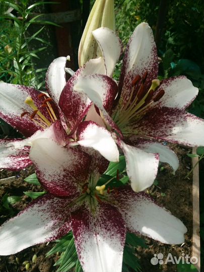 Лилии азиатки Ла и От гибриды(не прихотливые)