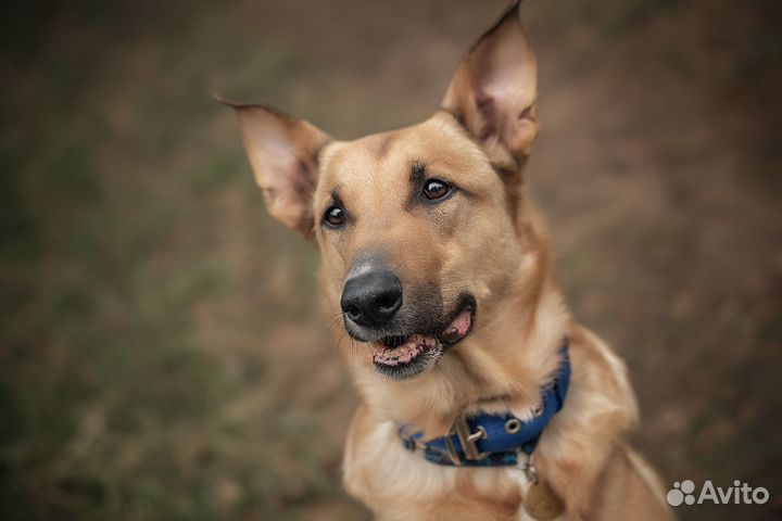 Собака-компаньон в добрые руки