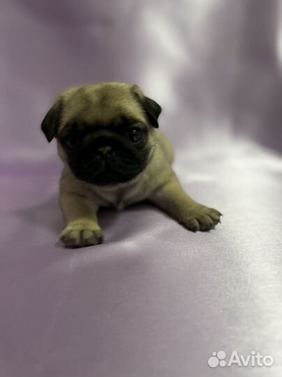 Щенки мопса РКФ