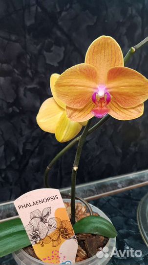 Орхидея фаленопсис
