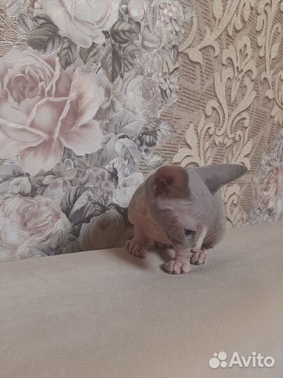 Канадский сфинкс