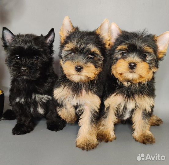 Йоркширский терьер