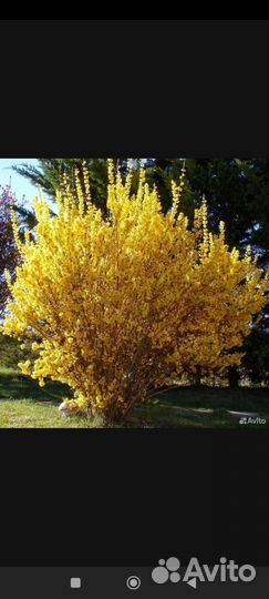 Взрослая форзиция