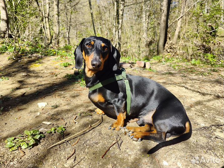 Кроличья такса вязка