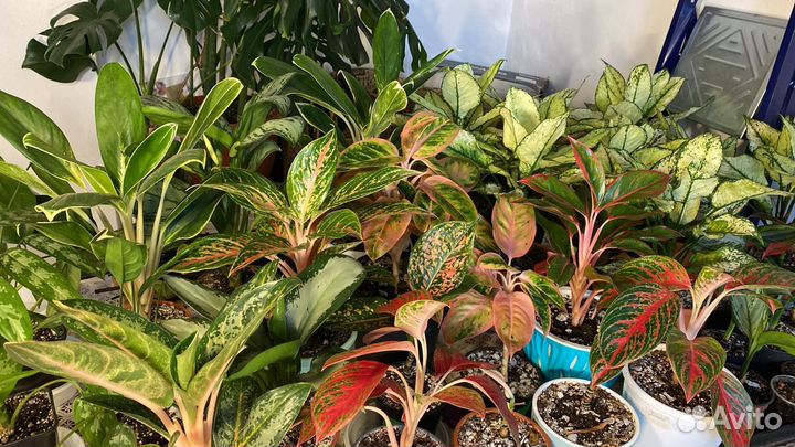 Комнатные цветы