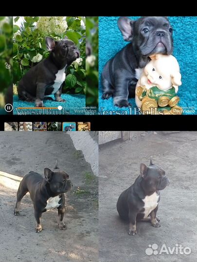 Французский бульдог