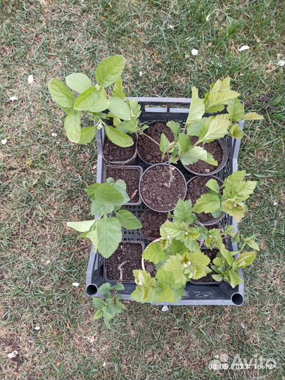 Боярышник крупноплодный