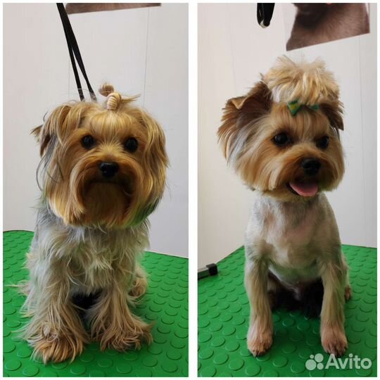 Стрижка собак