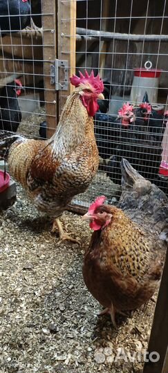 Ия Билефельдер и Суссекс Парцеляновый