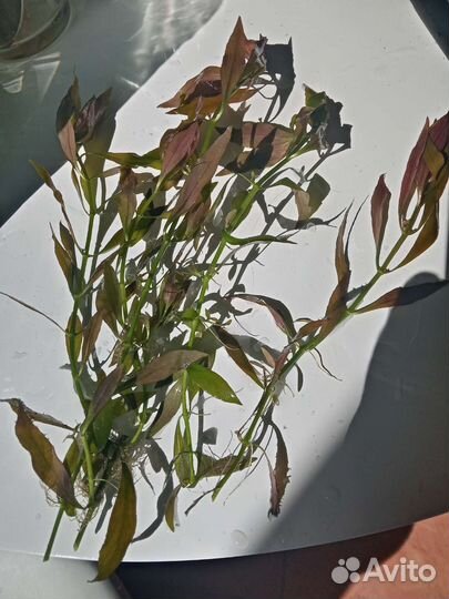 Лимнофила, Криптокорина, Людвигия, эхинодорус