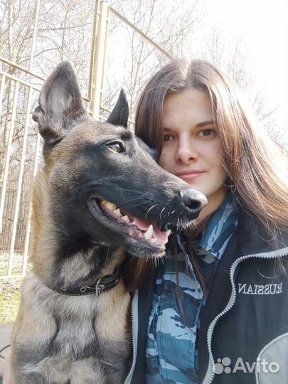 Кинолог, Дрессировка и воспитание собак