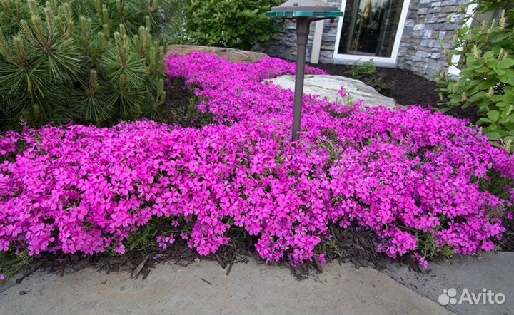 Флокс шиловидный,барвинок