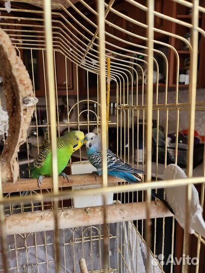 Волнистый попугай с клеткой