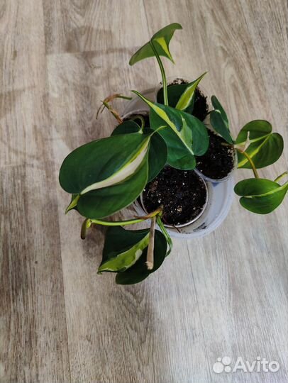 Филадендрон Бразил триколор