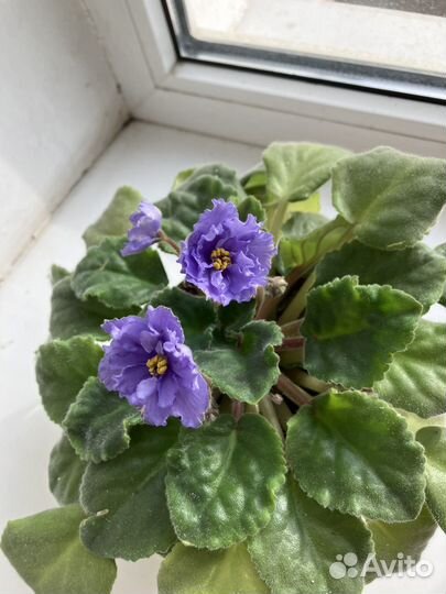 Фиалки махровые
