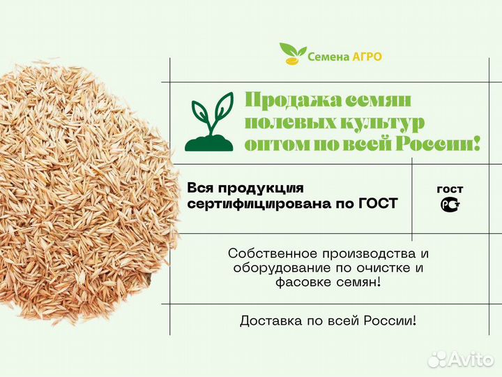 Семена Горчицы Белой опт