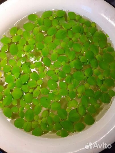 Аквариумная прополка. Пистия