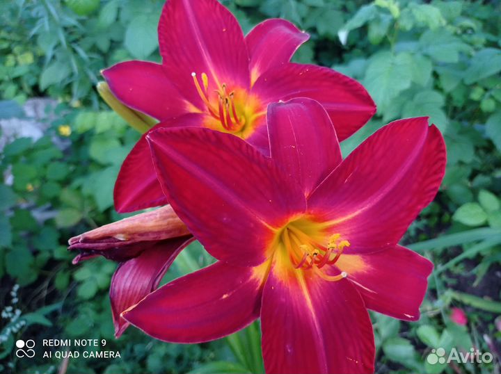 Цветущие многолетники