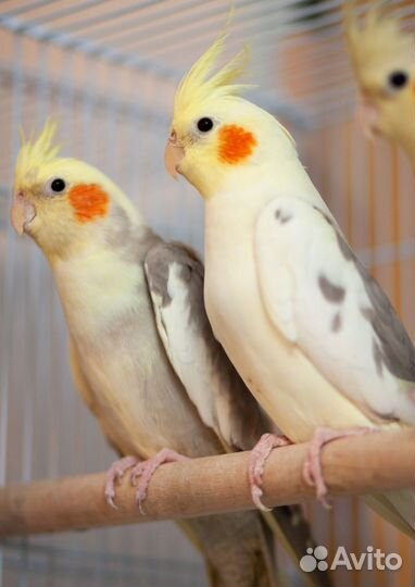 Попугай Нимфа птенцы