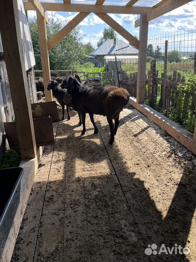 Эдельбаевские бараны на племя