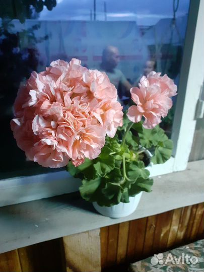 Комнатные цветы