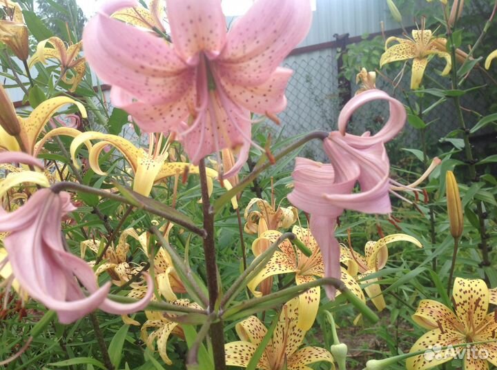 Лилии многолетние