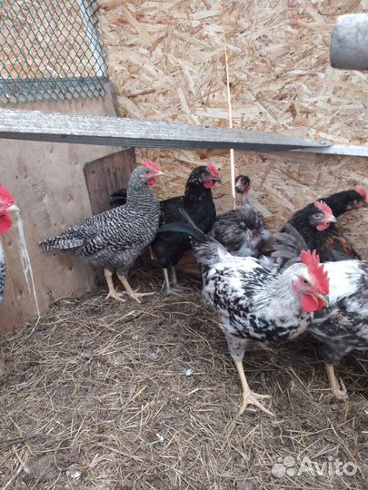 Петушки молодые