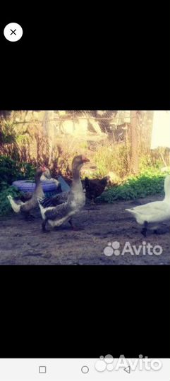 Продам гусей