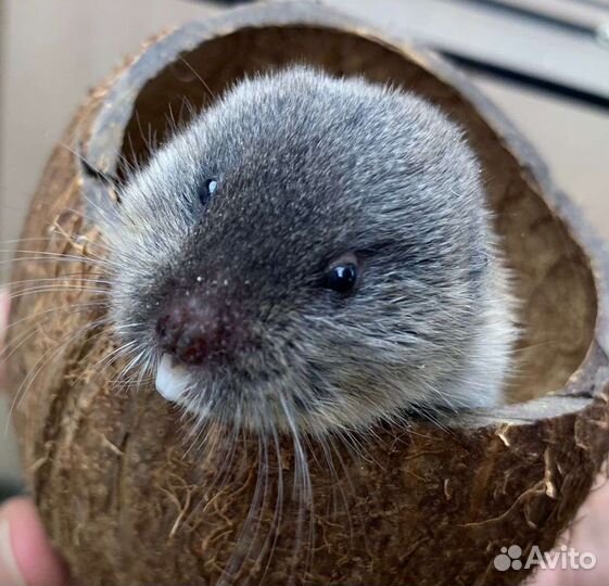 Слепушонка восточная или минибобрик