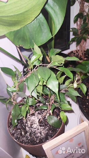 Фикус бенджамина